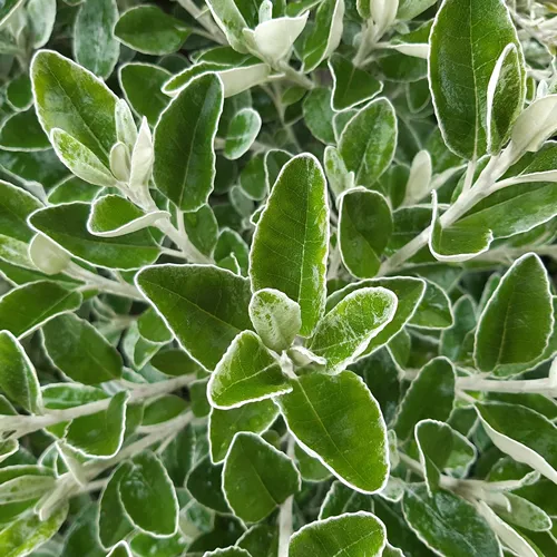 Silver grey green plants leaves of Brachyglottis compacta 'Sunshine' plant with green silver leaves. Brachyglottis greyi, commonly known as daisy bush, is a member of the large family Asteraceae